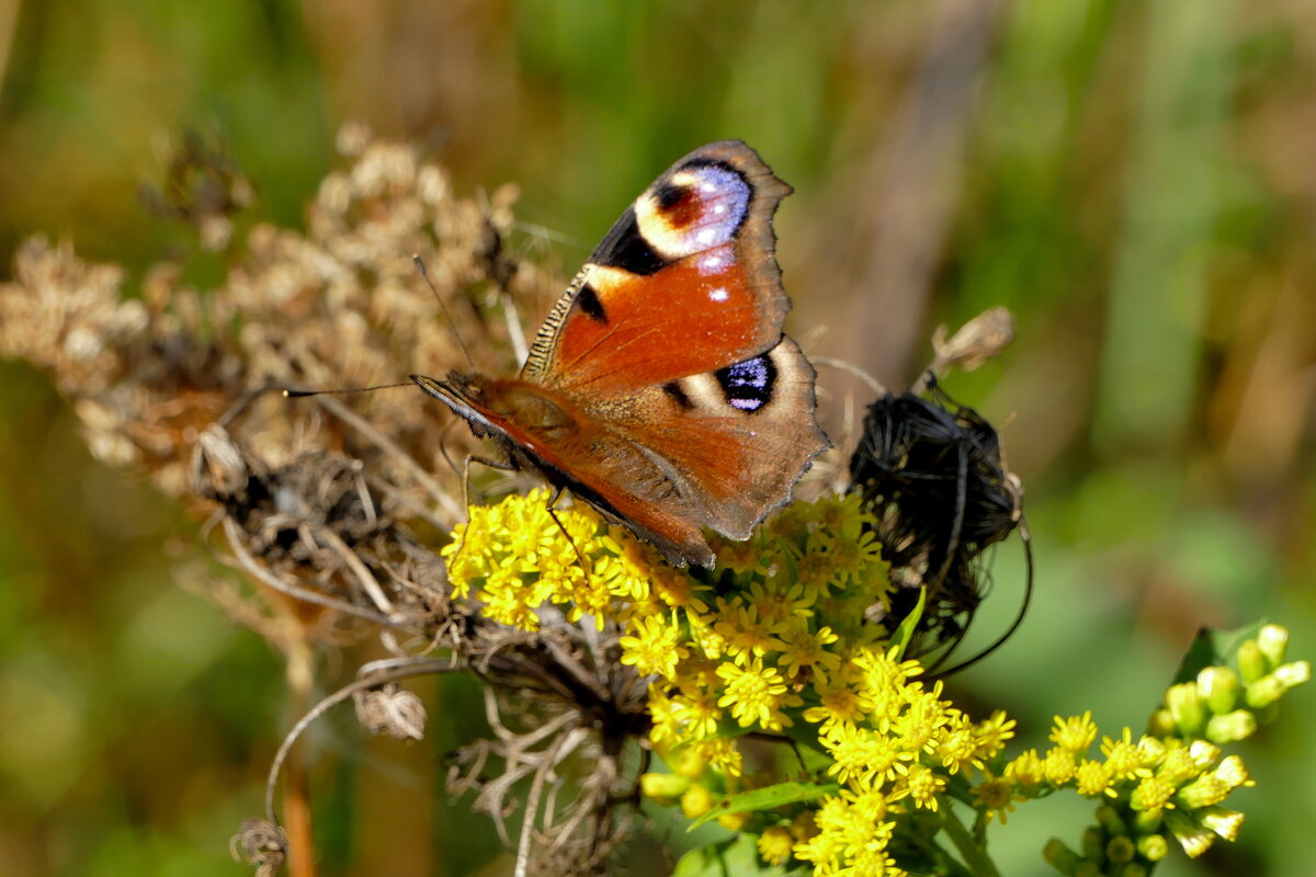 опять бабочки 8 - Александр Прокудин
