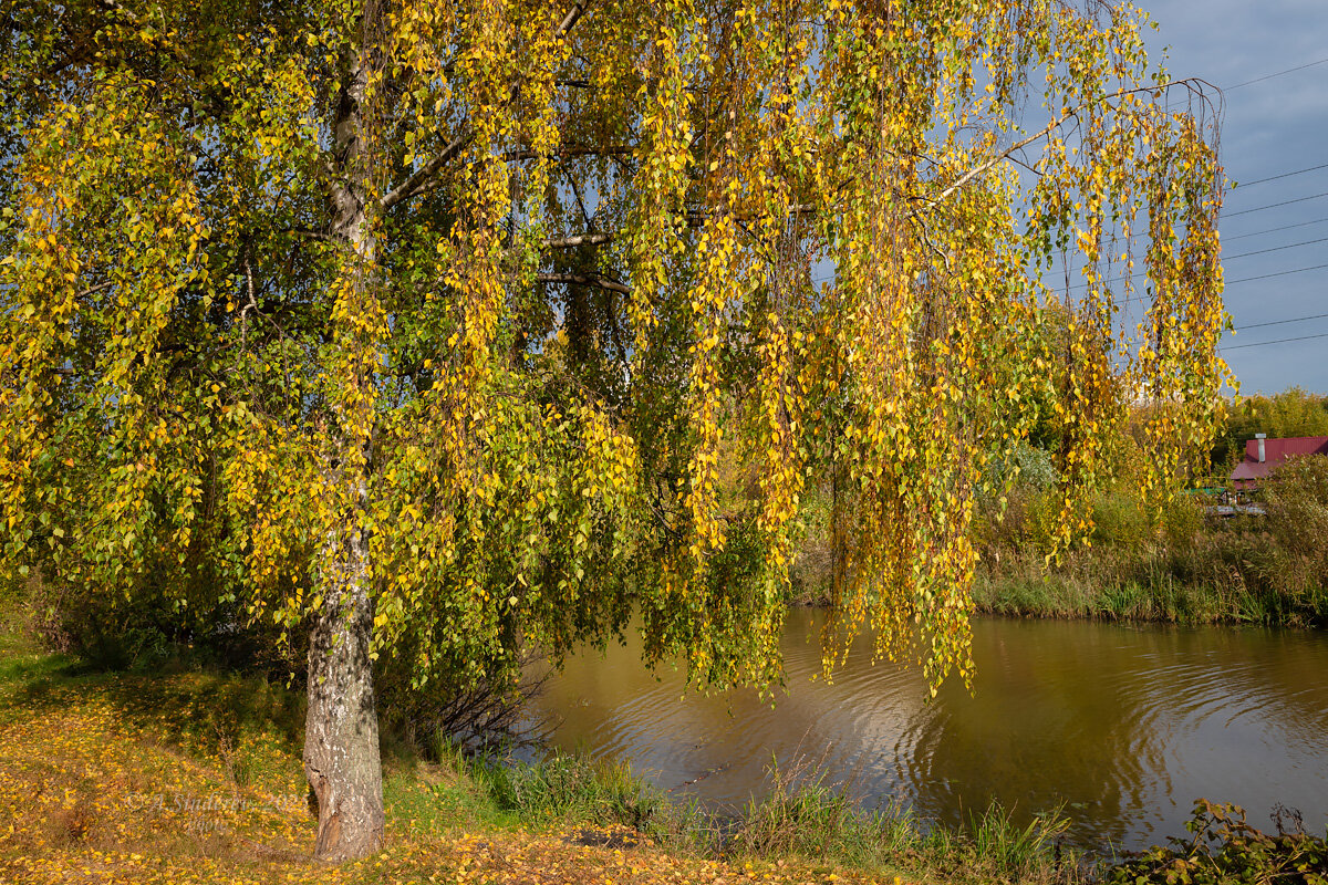 Берёза у реки - Александр Синдерёв