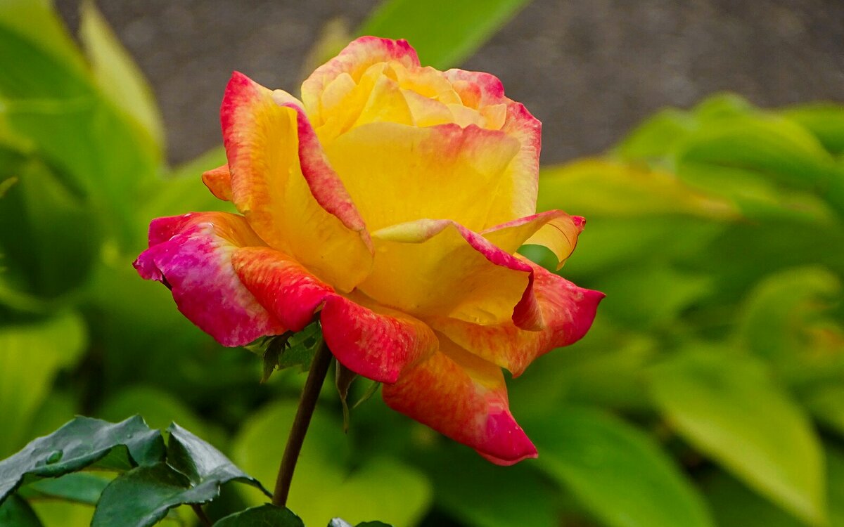 Роза в октябре. - Милешкин Владимир Алексеевич 