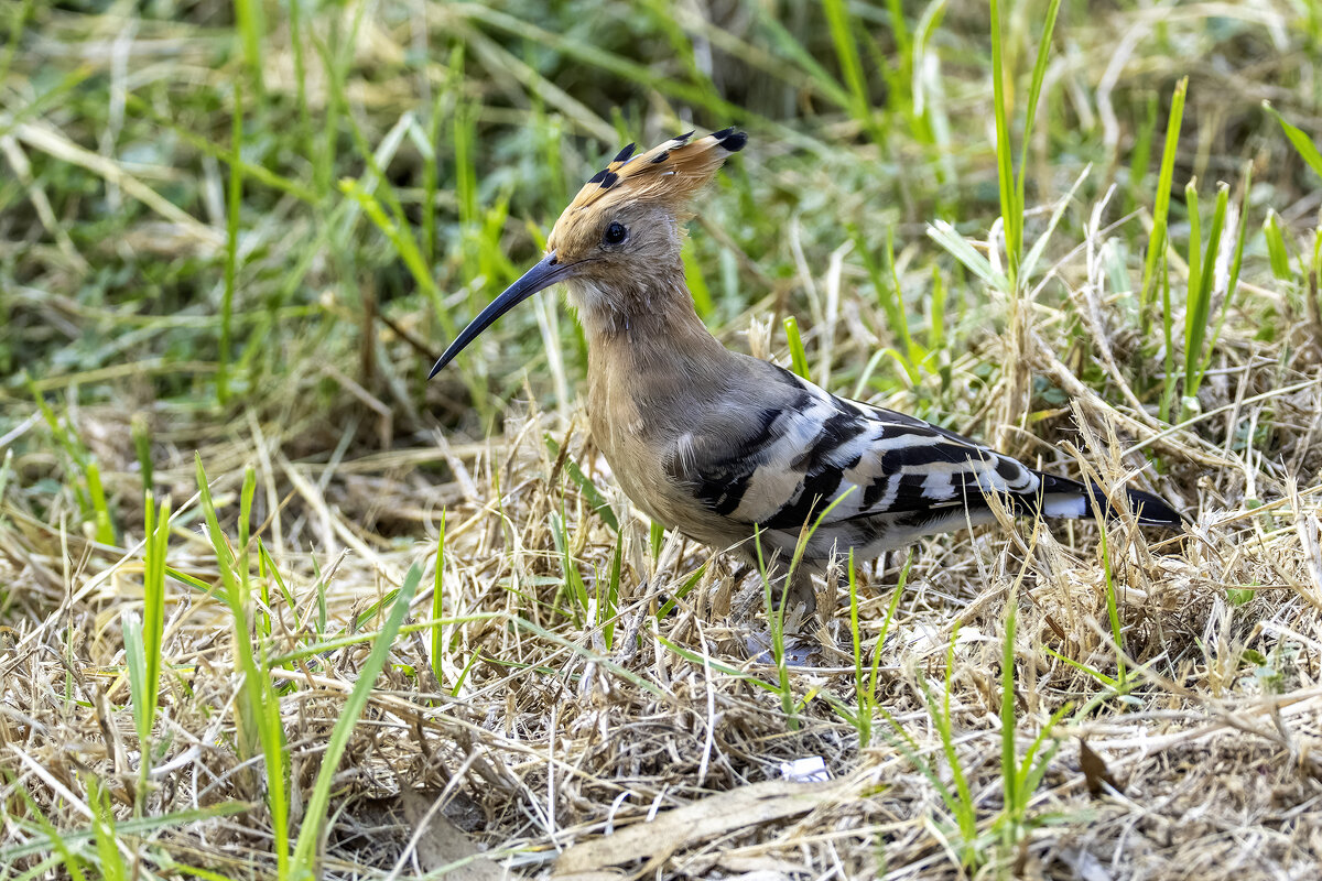 Удод. - Alexander Amromin