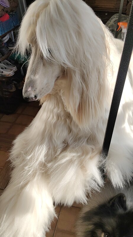 собака - Константин 