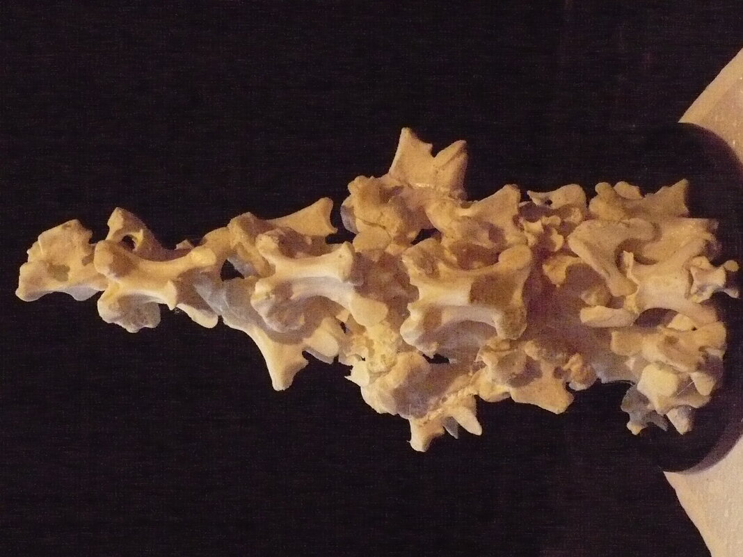 "СТАЯ" (костная пластика) - Валерий Кокорев