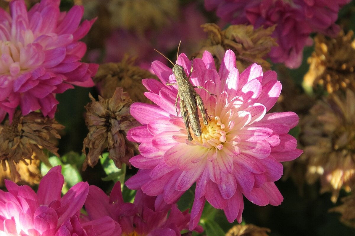 В цветке сидел кузнечик ...))) - Natali 