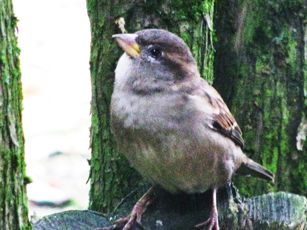 А где корм? - Людмила Смородинская А где корм? - Людмила Смородинская