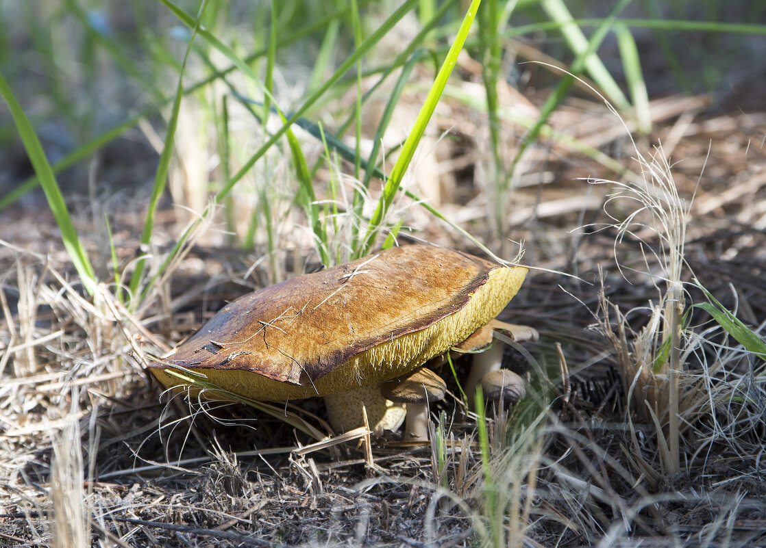 ..... - Шумер +