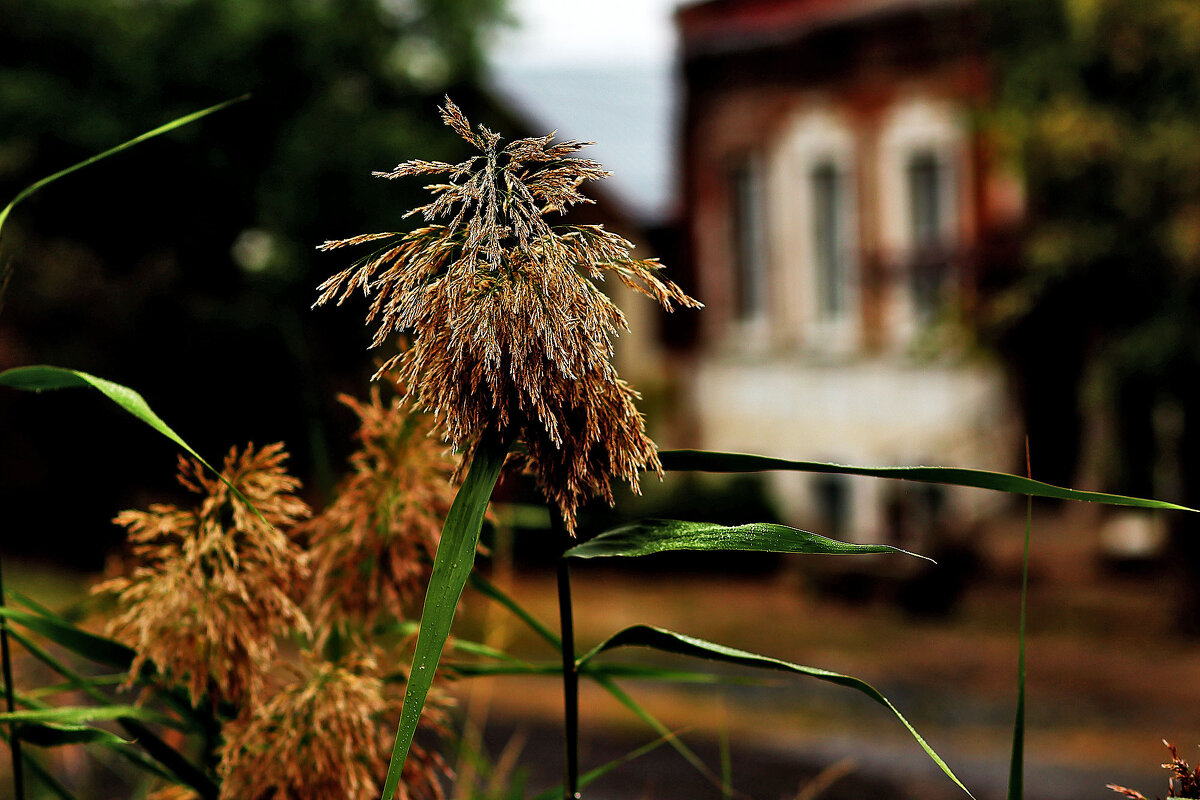 Камыш - Юрий Гайворонскiий