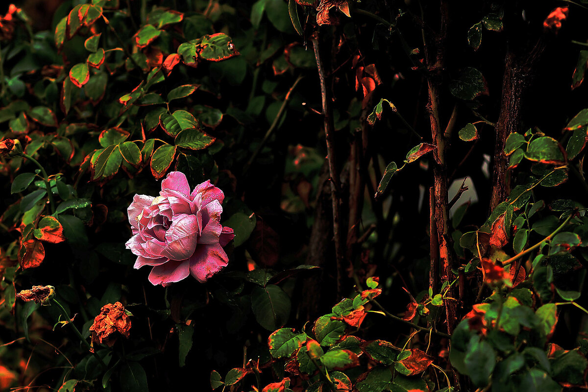 Роза - Юрий Гайворонскiий Роза - Юрий Гайворонскiий
