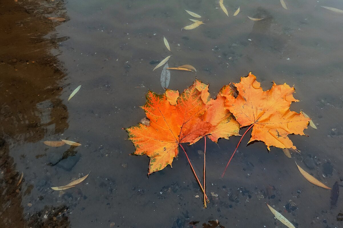 Тихо уплывает осень. - Татьяна Помогалова