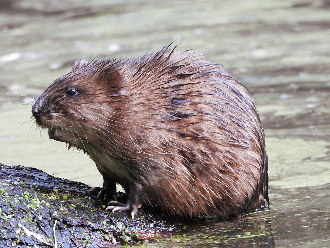 Ондатра - Лина 