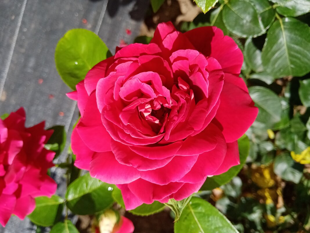 Цветы. - Владимир Драгунский