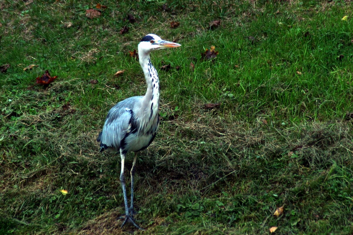 Стройняшка - Юрий. Шмаков