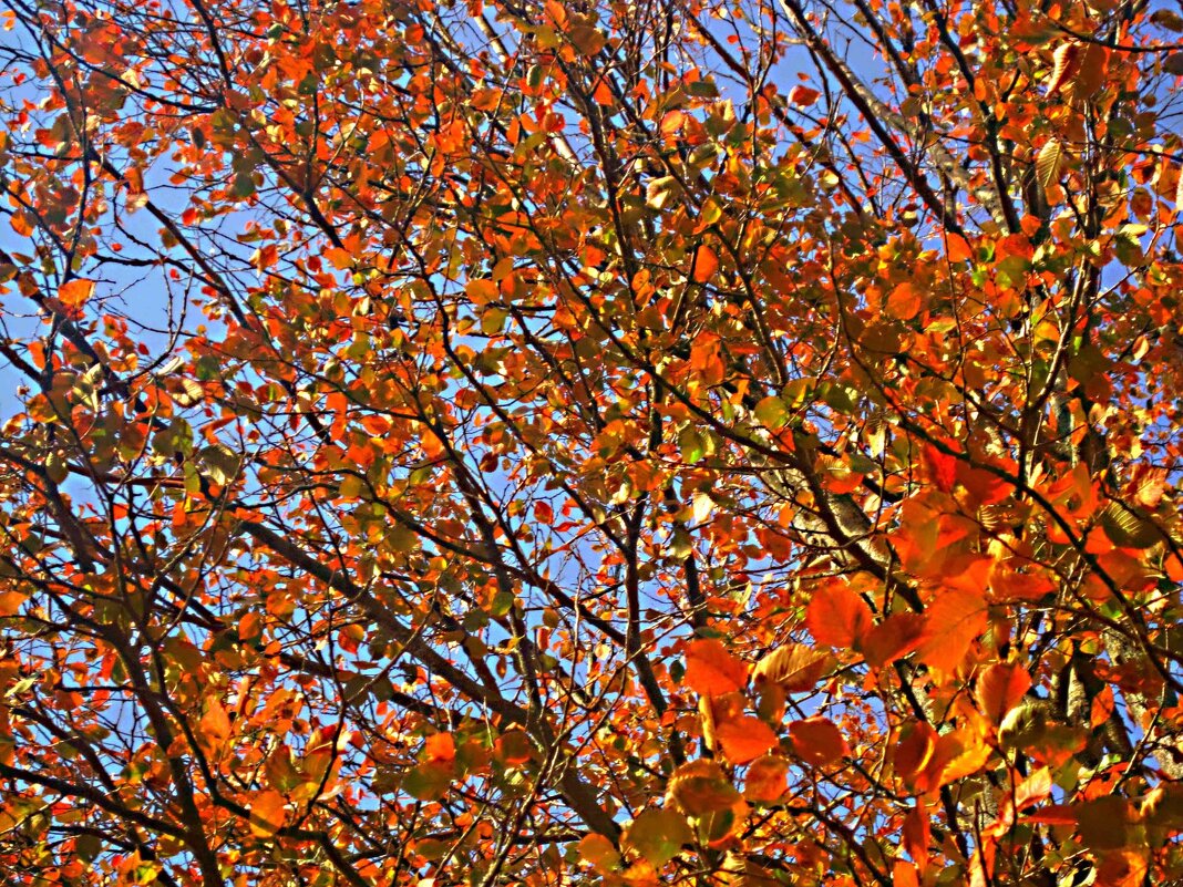 Осеннее небо - Елена Семигина