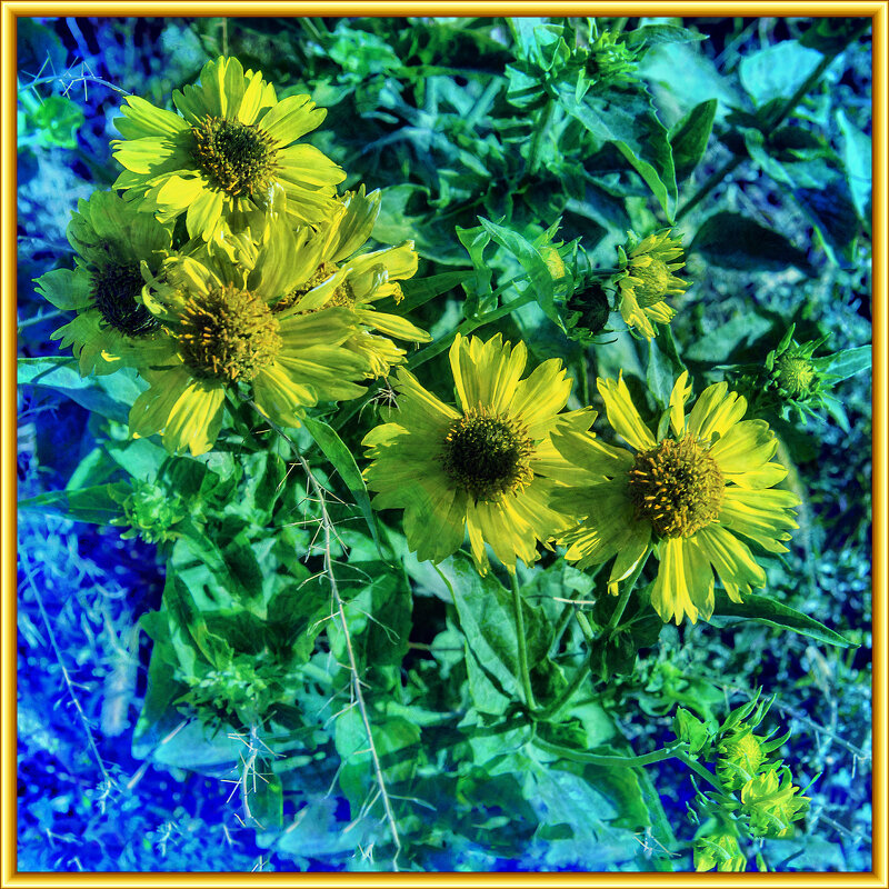 Жёлтые - Анатолий Чикчирный