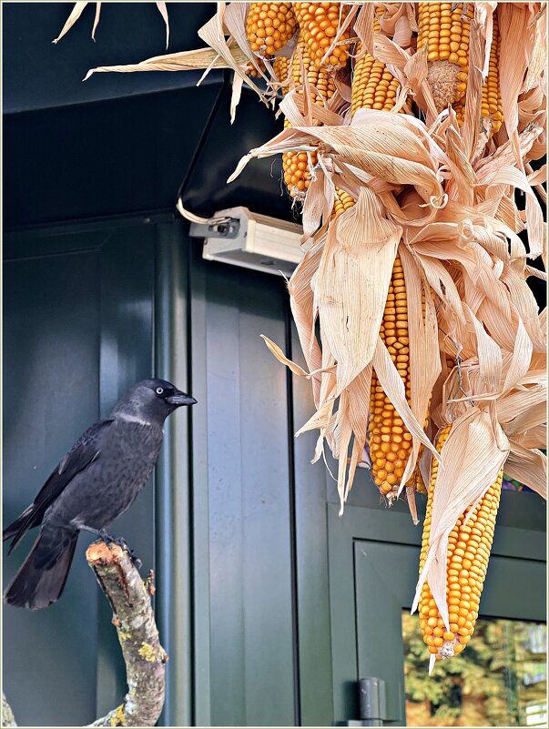 Галка с кукурузой. - Валерия Комова