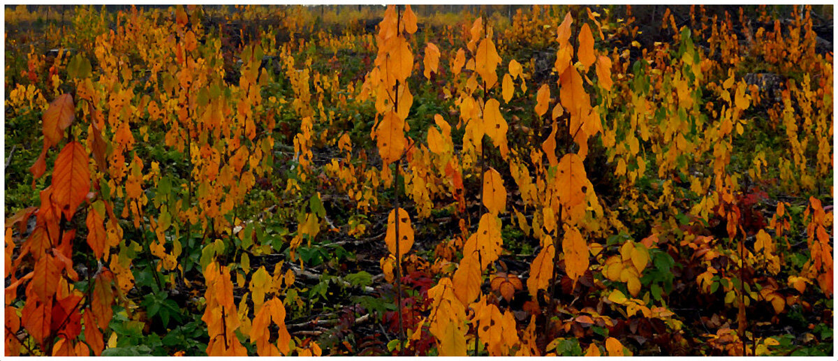 Осенняя мозаика - Aleksandr Gal