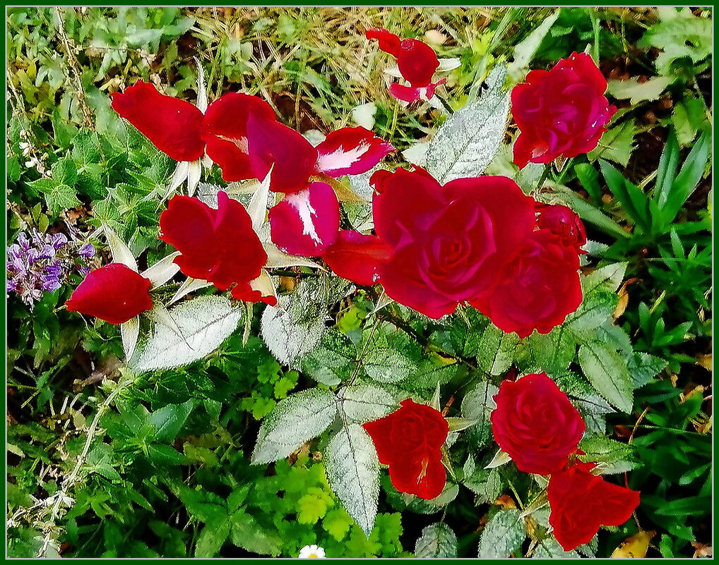 Цветы октября - Ольга Довженко