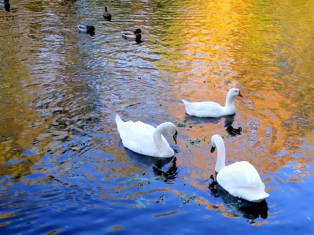 Пруд в парке "Сад будущего" - Ольга Довженко