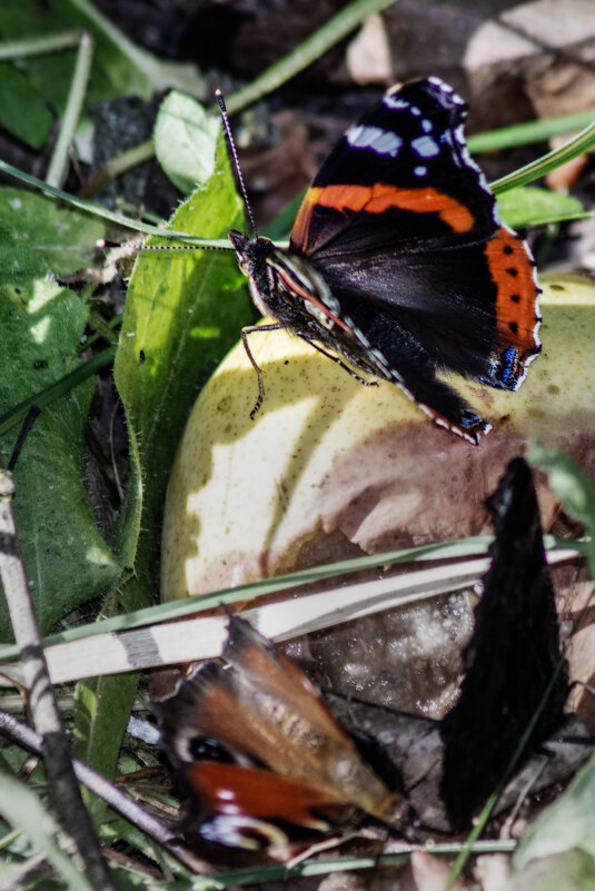 Обед - sorovey Sol