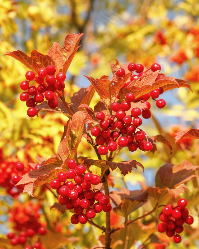 Осень - Владимир Колесников