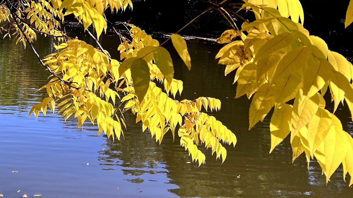 В осеннем парке благодать. Слетают листья друг за другом, Я им протягиваю руку, - "The Natural World" Александер