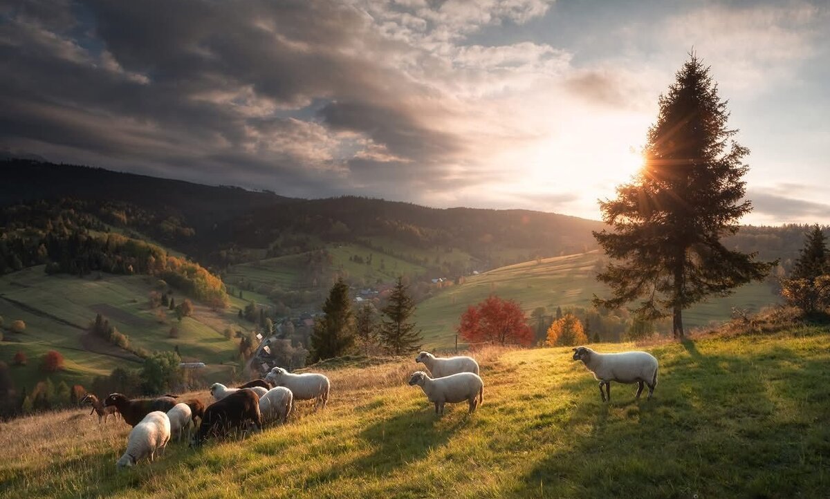 Ранкові Карпати - Степан Карачко