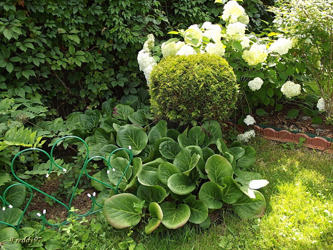 Зелёный уголок - Freddy 97