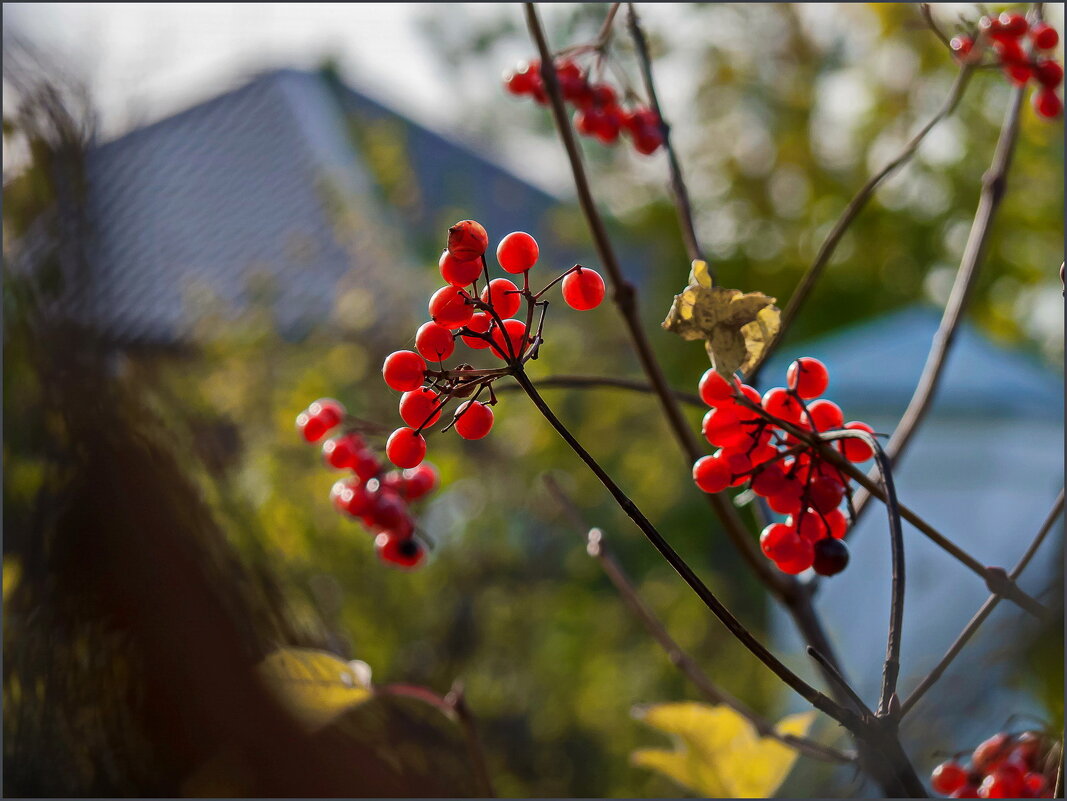 Октябрь, калина - Наталья Rosenwasser