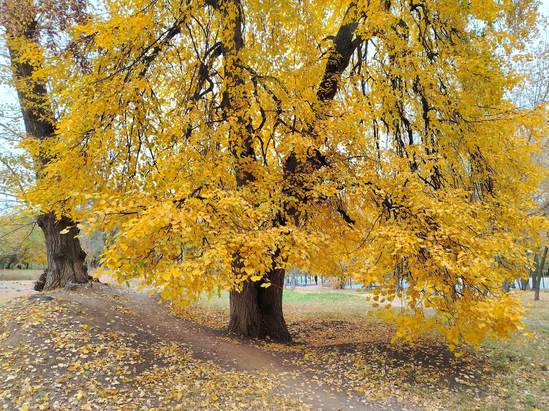 Осень в октябре - Надежда 