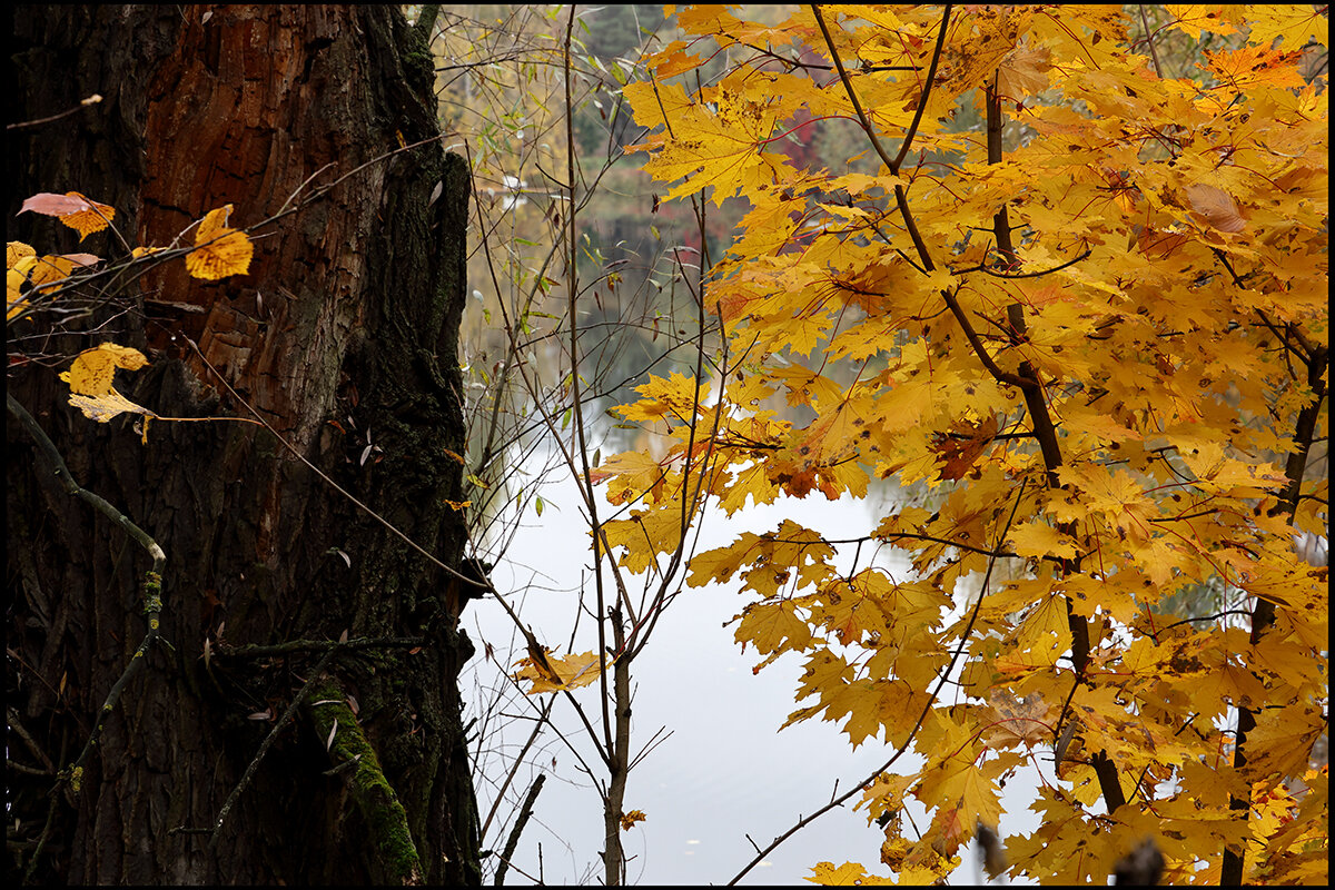 Краски осени 3 - Сергей Премонишын