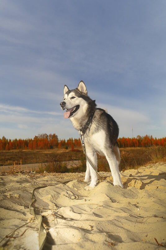 Ярик. - leff Postnov