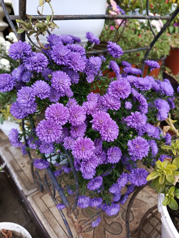 Хризантемы - Татьяна Пальчикова Хризантемы - Татьяна Пальчикова