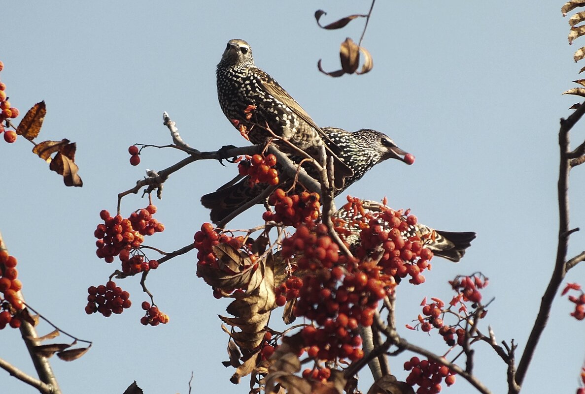Скворушки - Зоя Мишина