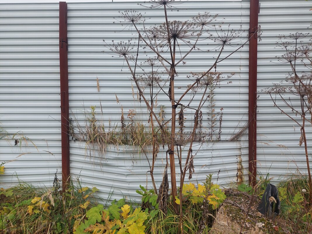 Борщевик. портрет - Артём Борщевик. портрет - Артём