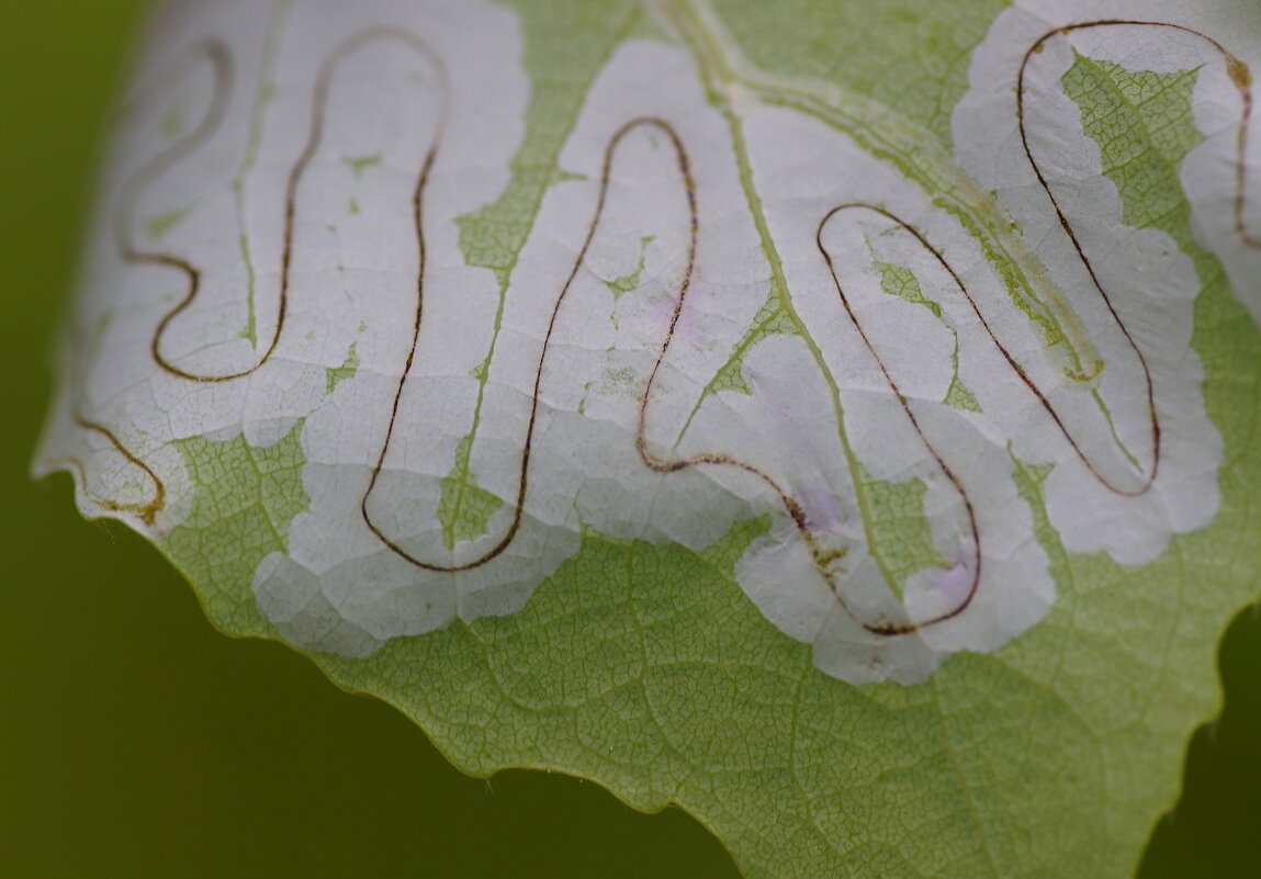Что написано пером... - Владилен Панченко