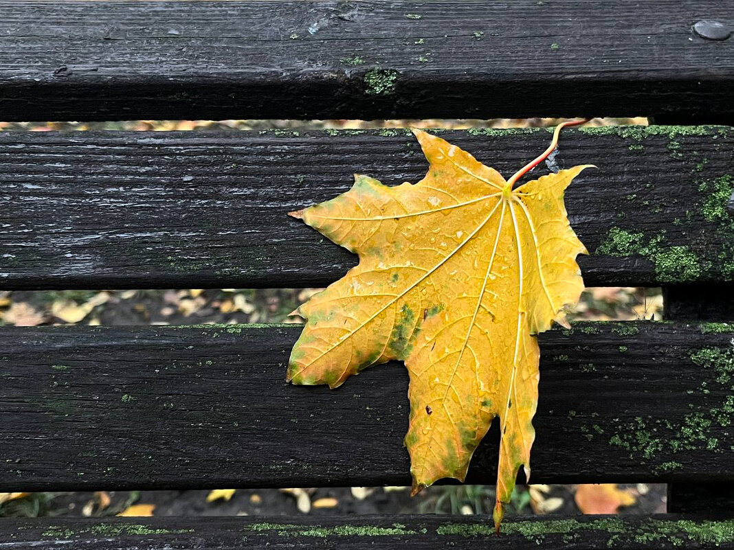 Осенние моменты - Sergei Vikulov