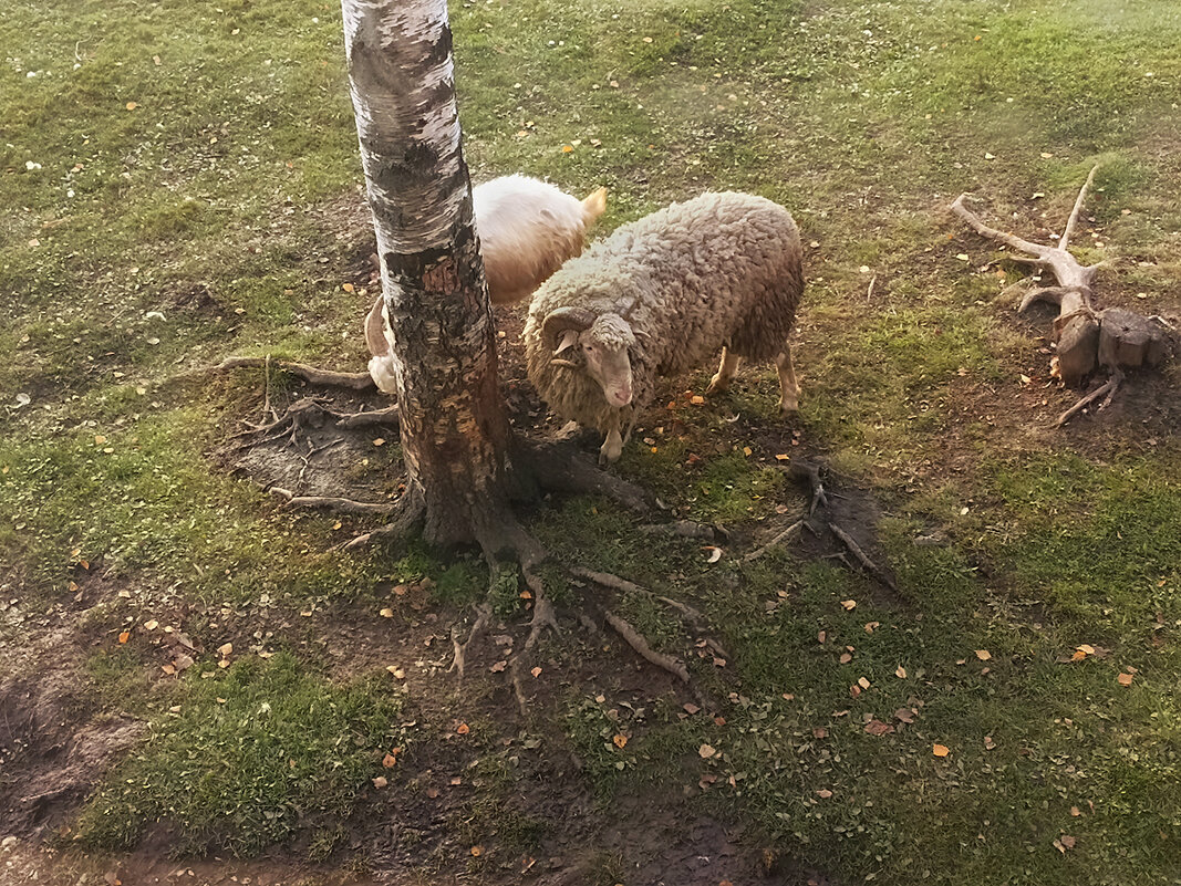 Были гусь и голубь, а теперь баран и козёл, ну и птицы тоже. - Лилия *