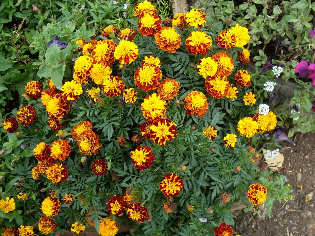 БАРХАТЦЫ - СЕРГЕЙ ФИЛОЧКИН