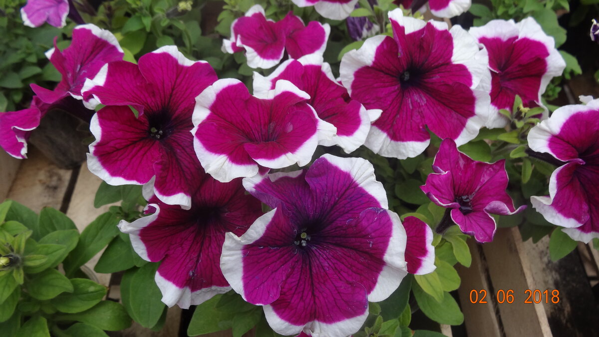 ПЕТУНИИ - СЕРГЕЙ ФИЛОЧКИН