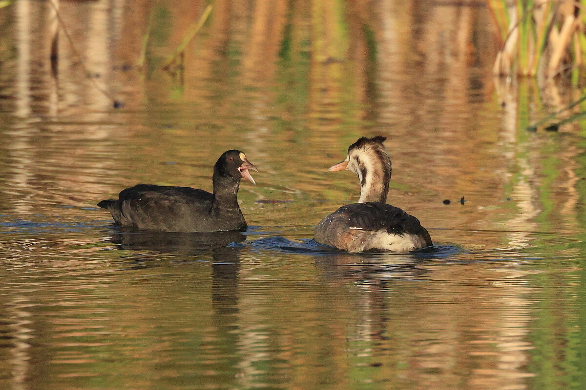 Последние новости... - Владилен Панченко Последние новости... - Владилен Панченко