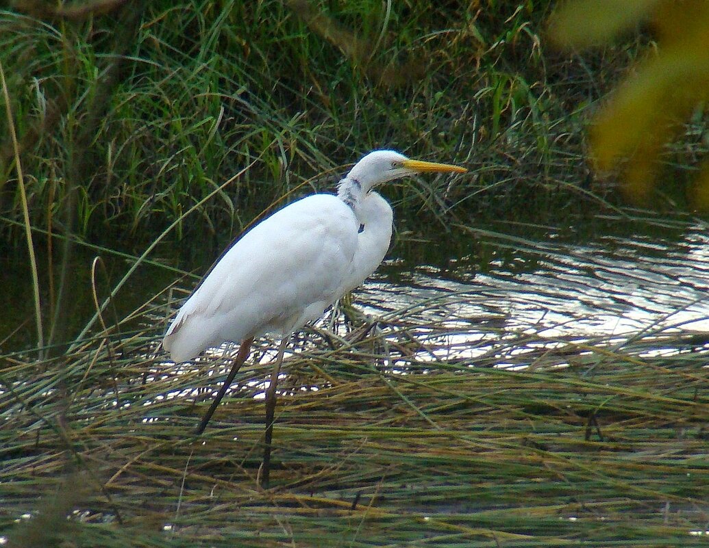 большая белая цапля - gawrilа - dan