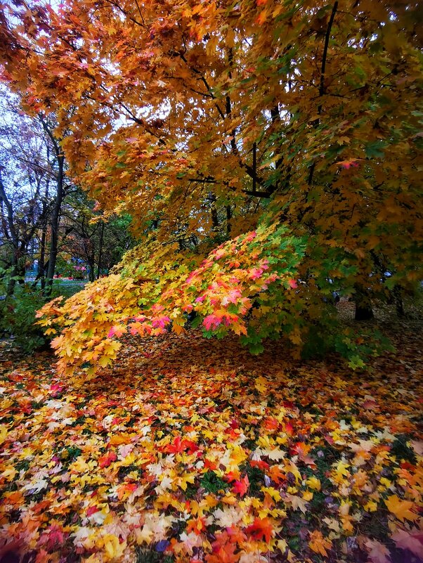 Клёны выкрасили город колдовским каким-то цветом - Сергей Б.