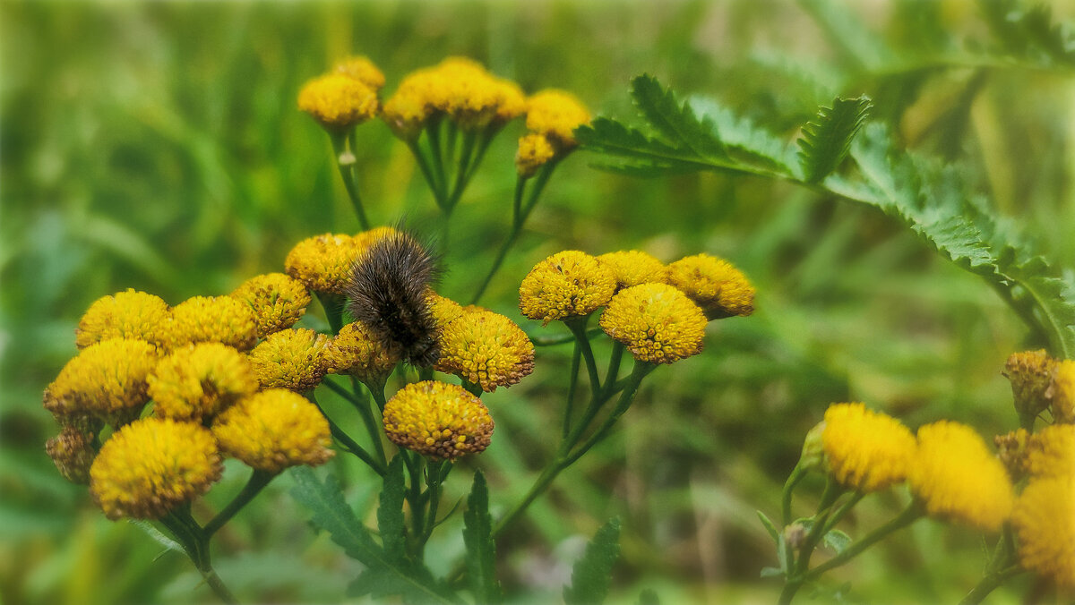 Последние (осенние) букашки 2025 . . - AZ east3 Последние (осенние) букашки 2025 . . - AZ east3