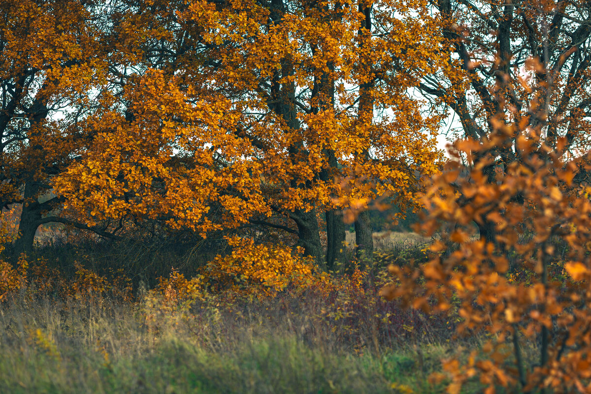 Осень радует цветом - Вячеслав Владимирович
