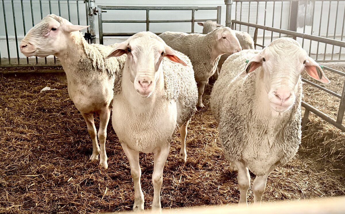 «На ферме. Коллективный портрет» - Арина Невская «На ферме. Коллективный портрет» - Арина Невская