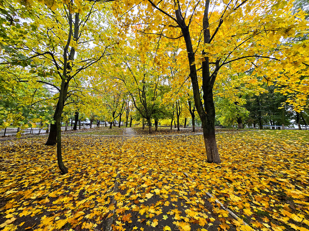 Золото осени - Nina Streapan