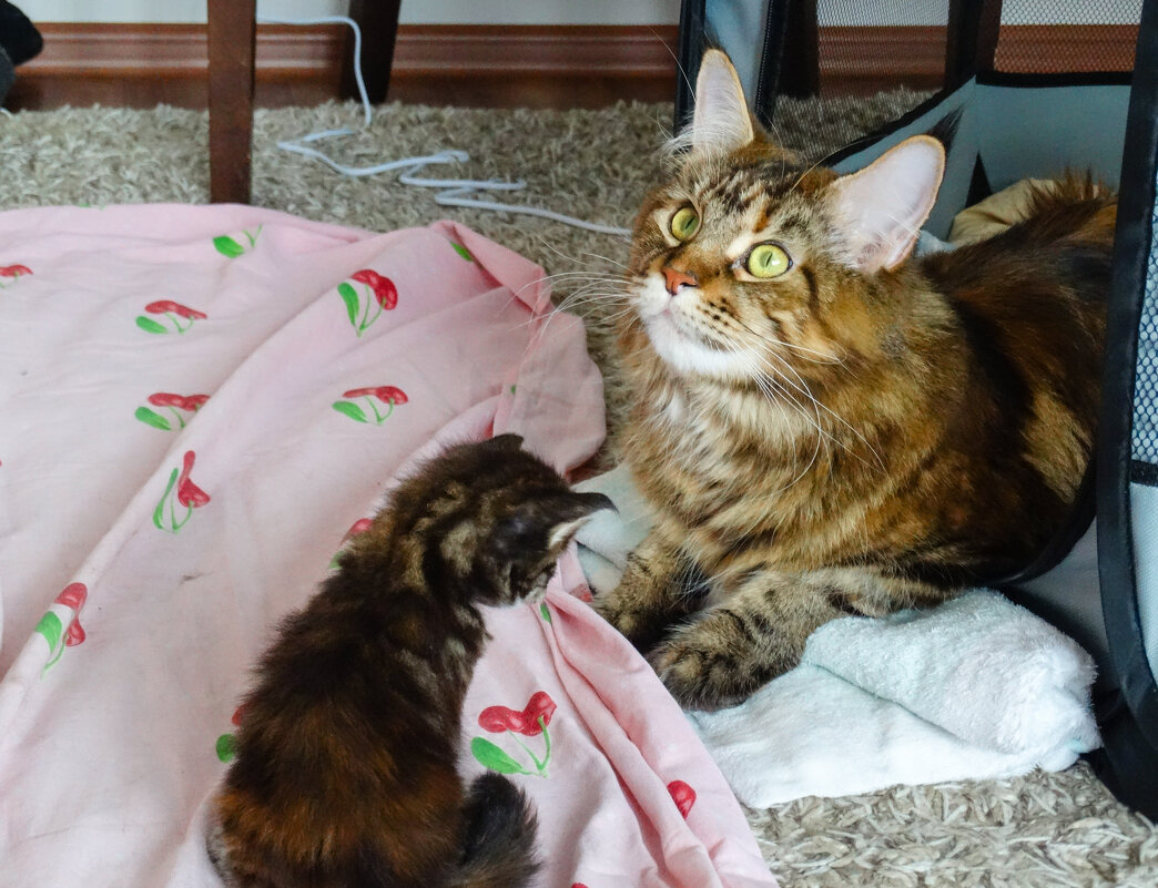 Добрая мама - кошка - Владимир Звягин