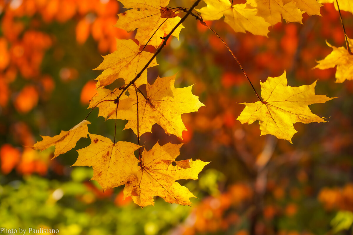 Палитра октября... - Владимир Жданов Палитра октября... - Владимир Жданов