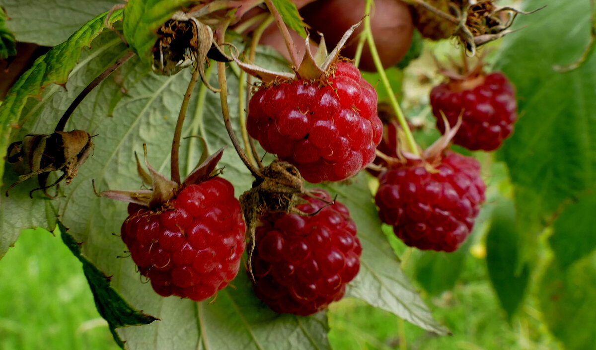 картинки октября 1 - Александр Прокудин