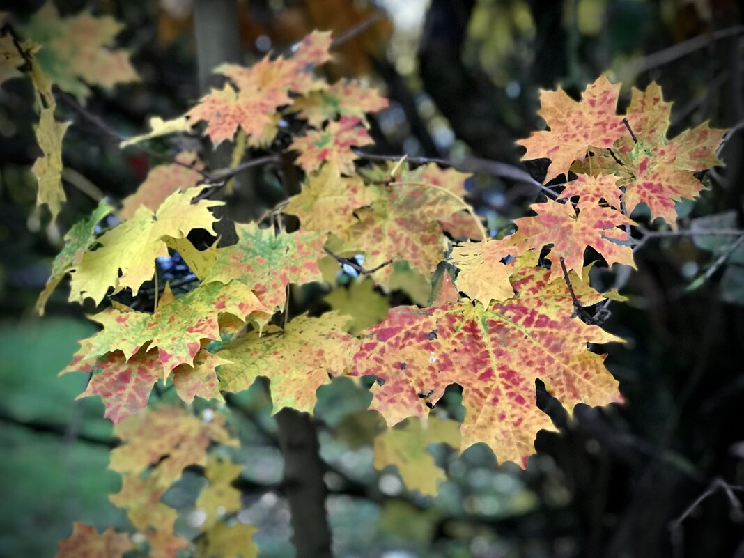 Кленовое разноцветье) - Любовь Кленовое разноцветье) - Любовь