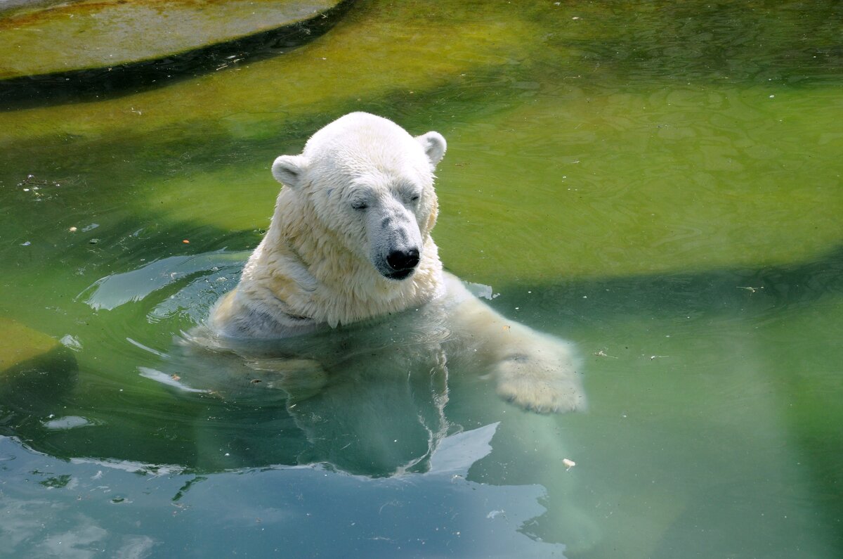 В зоопарке - Иван Генералов